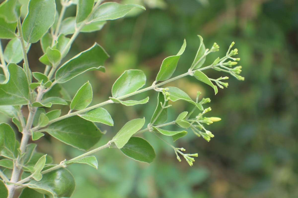 Jasminum auriculatum Vahl